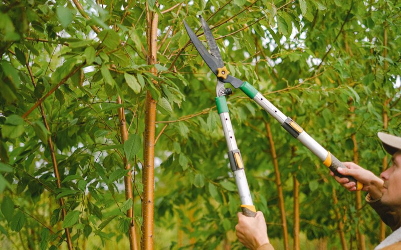 Tree trimming in Ellenburg, NY
